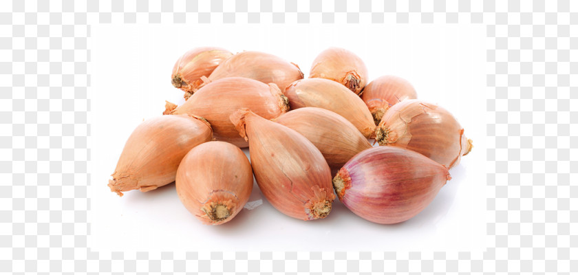 Vegetable Shallot Bulb Stock Photography PNG