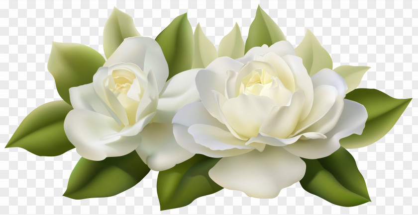 Beautiful White Roses With Leaves Image Flower Jasmine Rose PNG