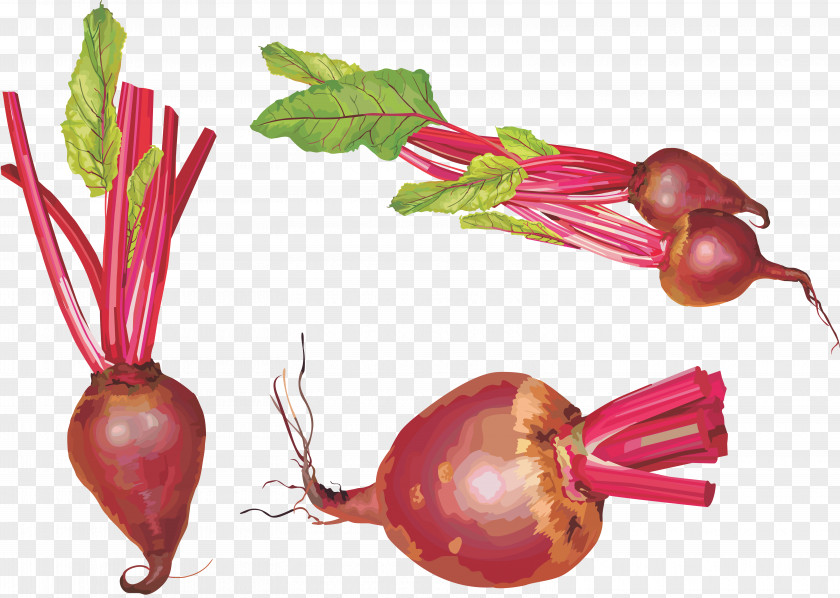 Beet Sugar Vegetable Beetroot Chard PNG