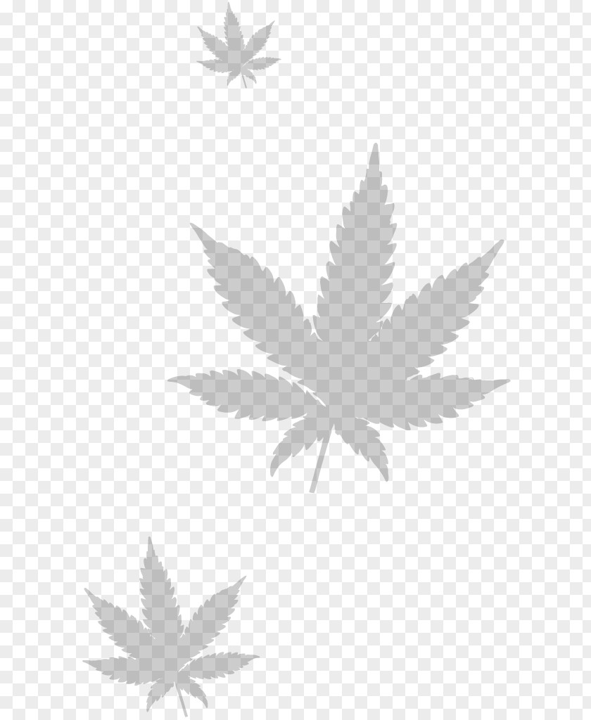 Cannabis Leaves Medical Kush PNG