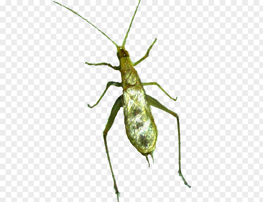 Insect Meloimorpha Japonicus Cricket Grasshopper Culture PNG