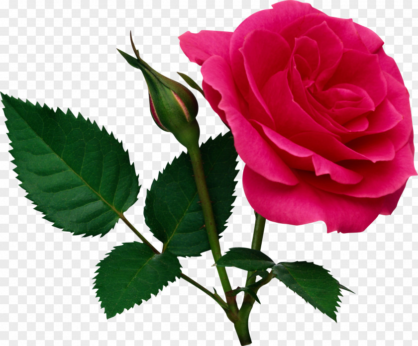 Red Rosebud Cliparts Rose Flower Clip Art PNG