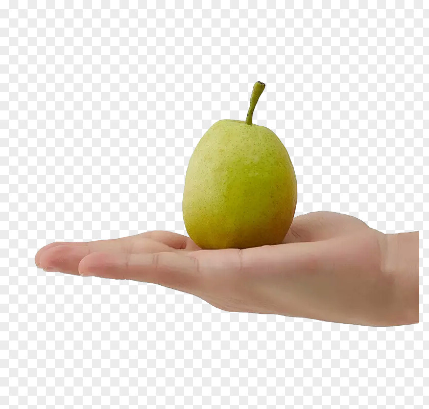 Satisfy Pears U65b0u7586u5e93u5c14u52d2u9999u68a8u80a1u4efdu516cu53f8 Download Hand Pear PNG