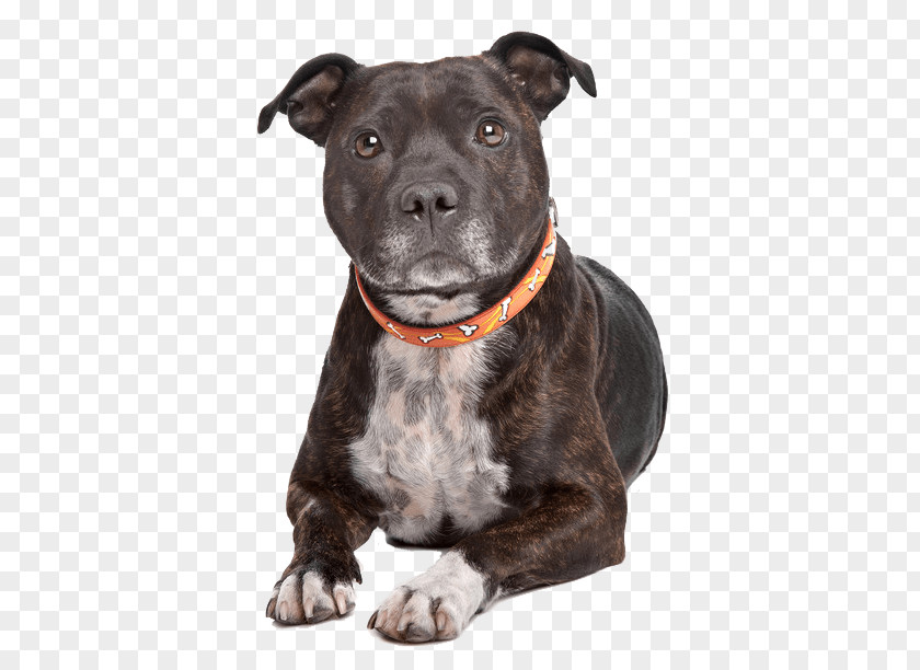 Staffordshire Bull Terrier American Pit PNG