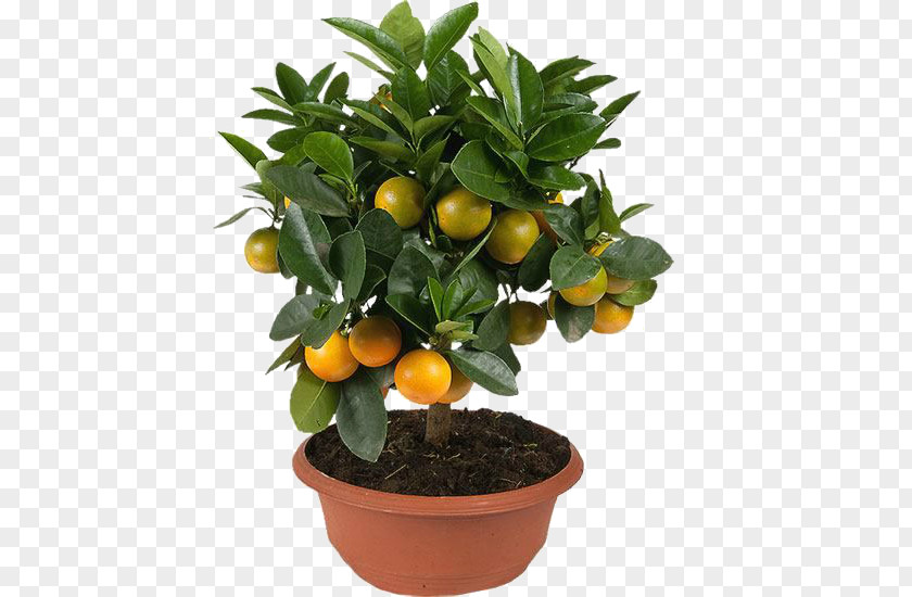 Tree Kumquat Mandarin Orange Clementine Tangerine Rangpur PNG