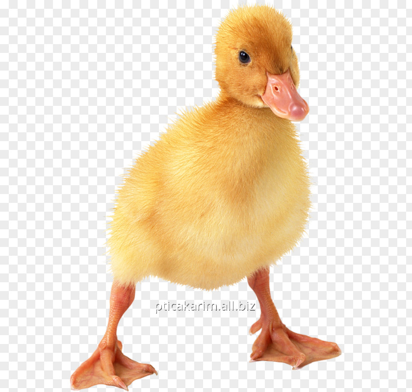 Duck Little Yellow Project Clip Art Transparency PNG