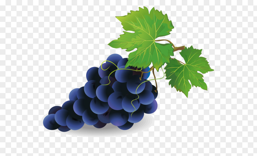 Grape Common Vine Vector Graphics Clip Art Royalty-free PNG