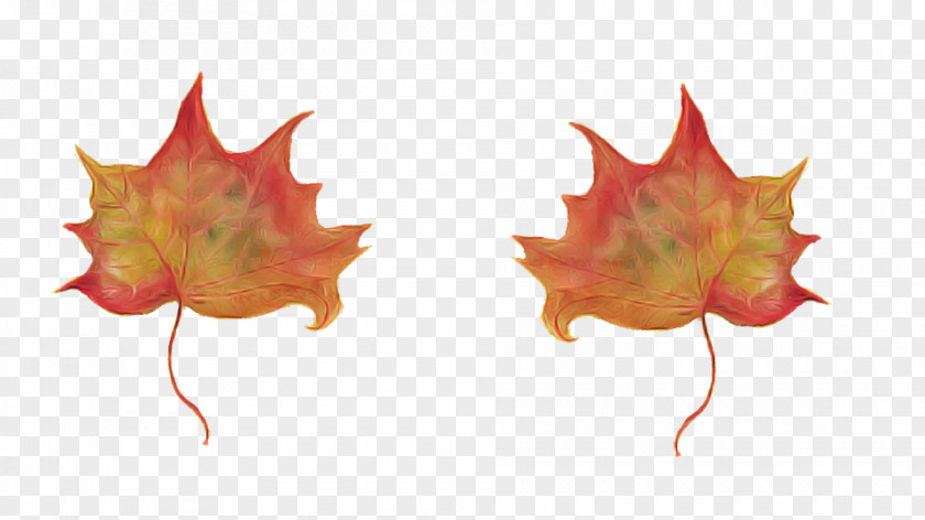 Maple Soapberry Family Leaf PNG