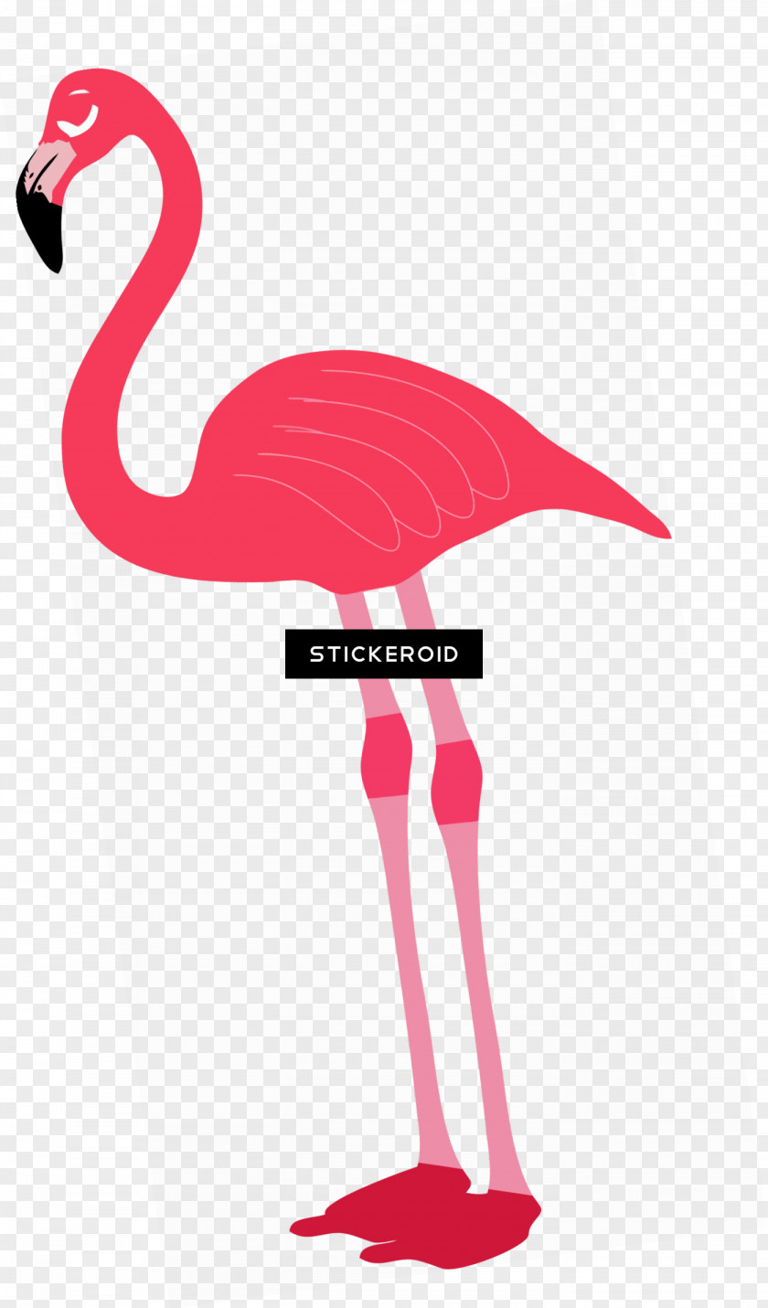 Pink Water Bird Flamingo PNG