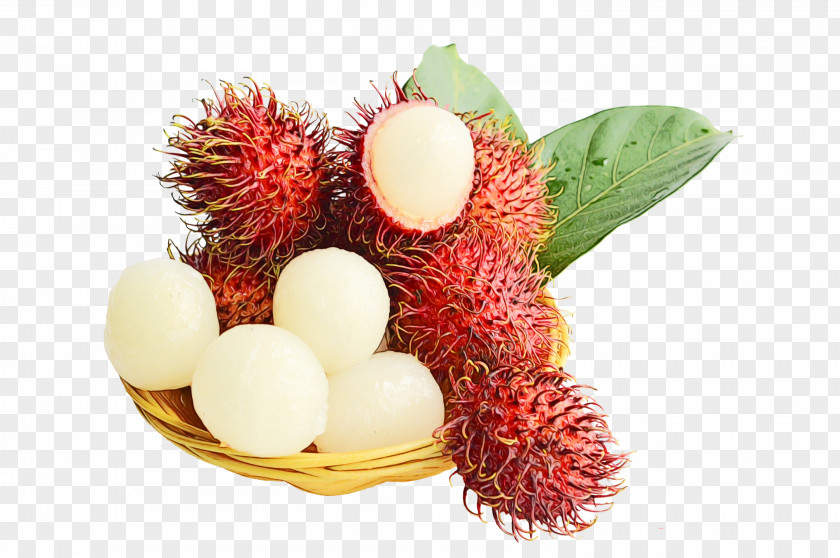 Pulasan Plant Pineapple Cartoon PNG