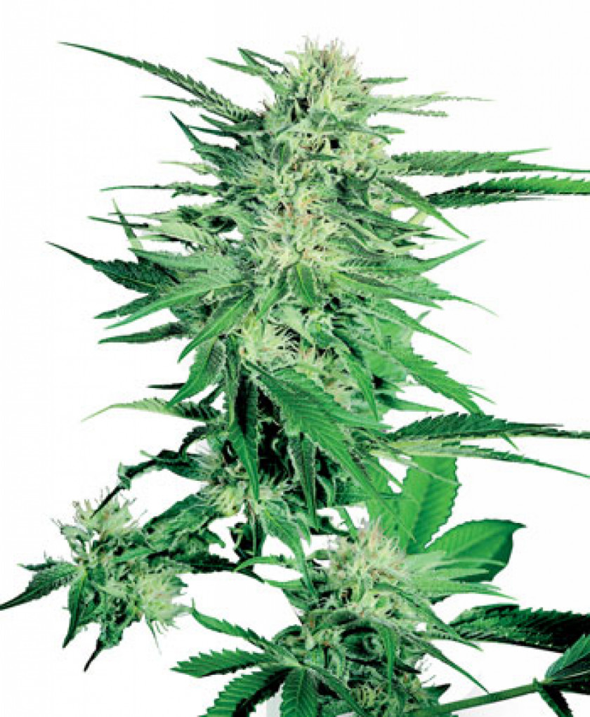 Skunk Cannabis Bud Seed Marijuana Flowering Plant PNG