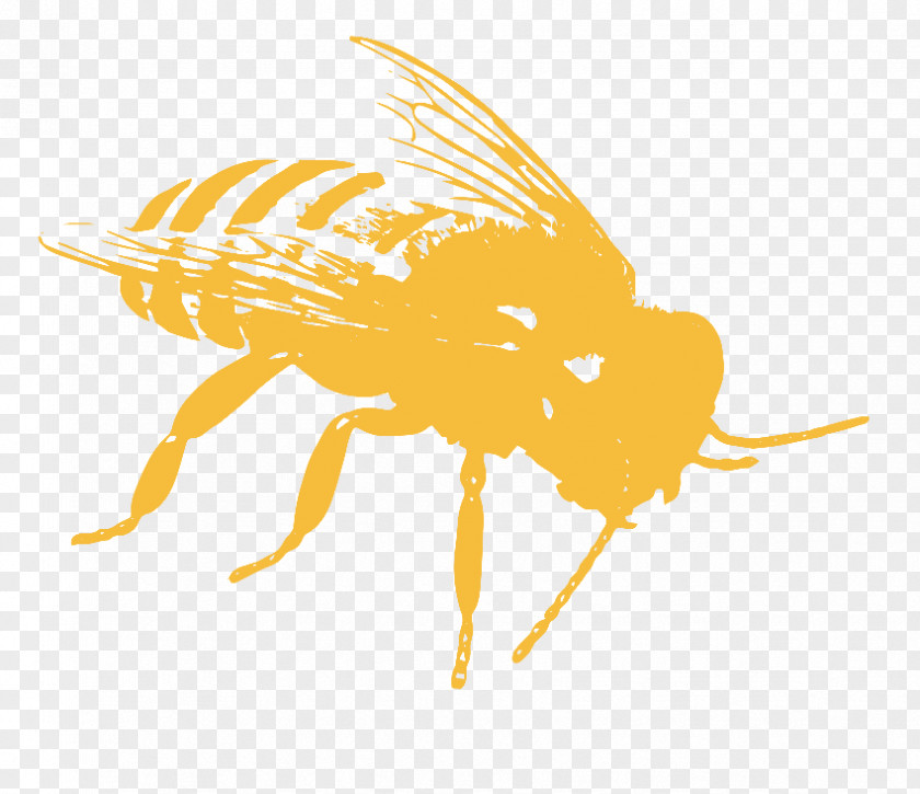 Bee Honey Pollinator Pollination PNG