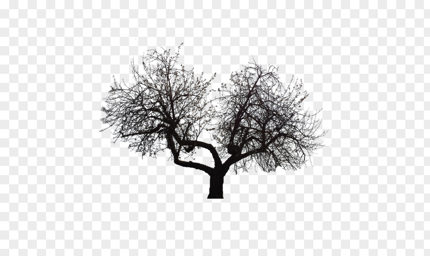 Depression Bifurcation Tree Twig PNG