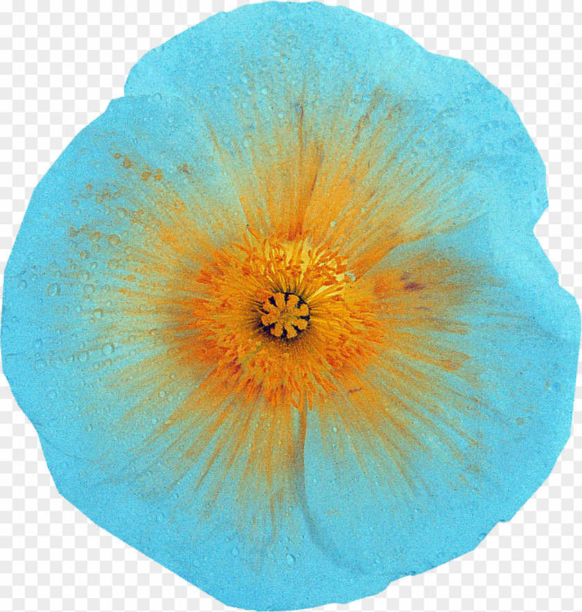 Flower Flowering Plant Petal The Poppy Family Microsoft Azure PNG