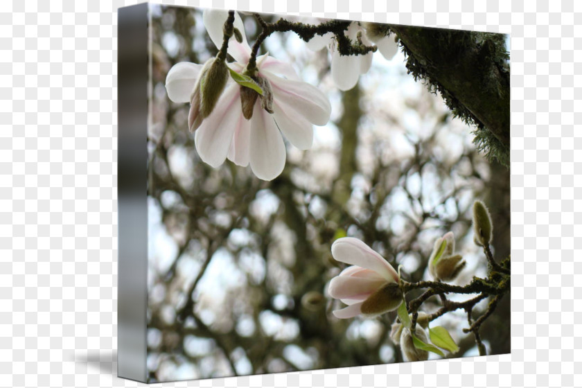 Magnolia Flower Blossom Spring Tree PNG