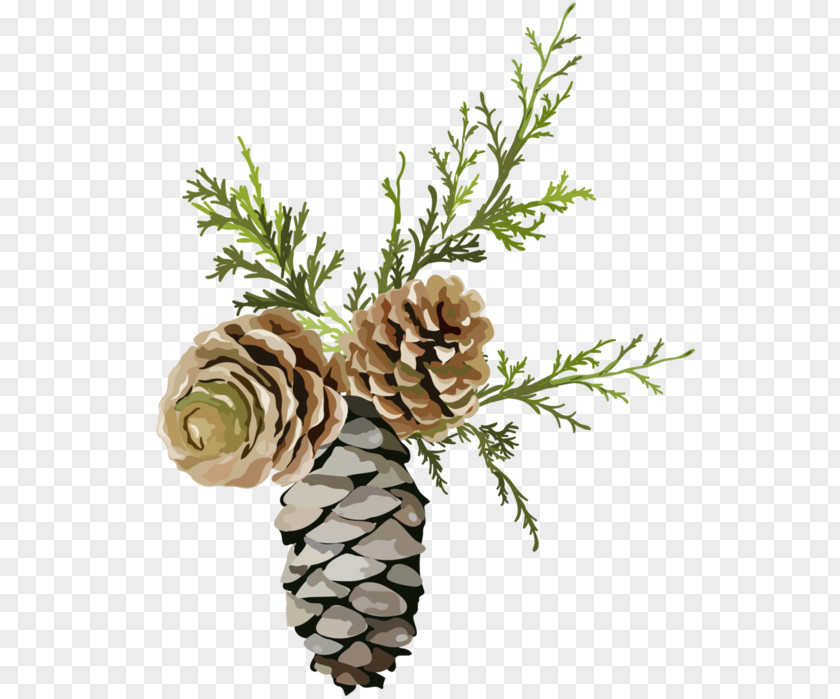 Pine Conifer Cone Chemical Element Fir PNG