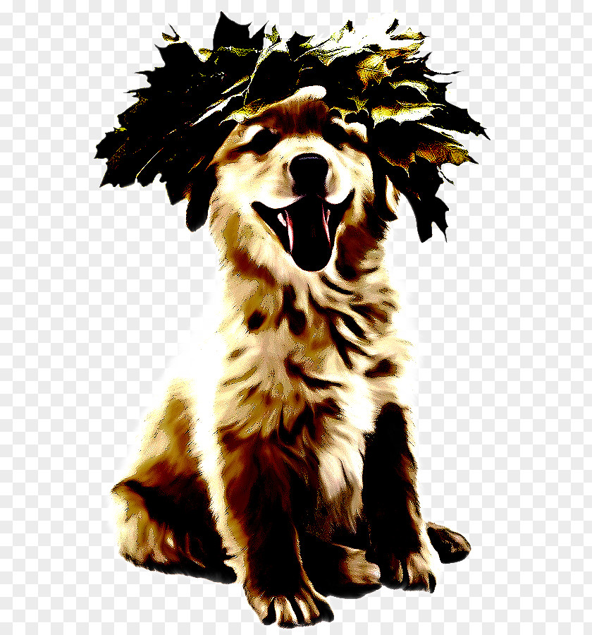 Puppy Rare Breed Dog Border Collie PNG