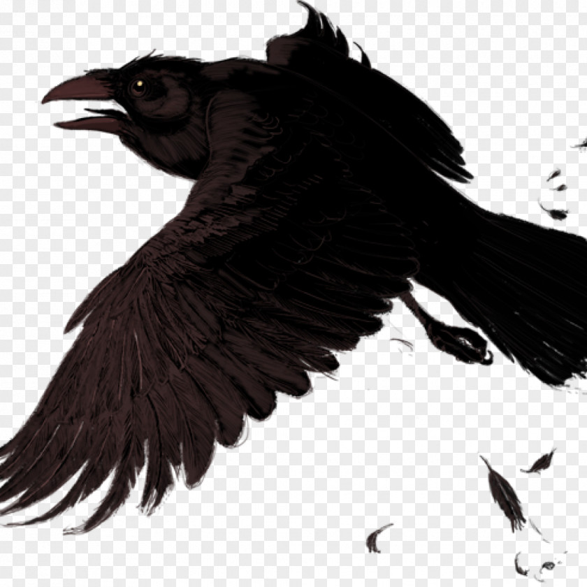 Raven Display Resolution Clip Art PNG