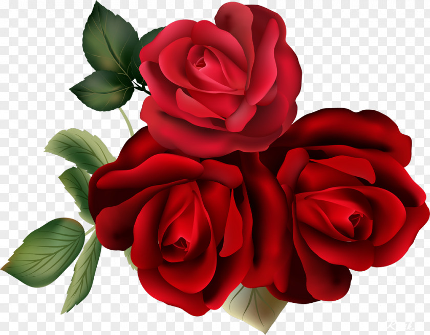 Red Rose Decorative Flower Garden Roses Clip Art PNG