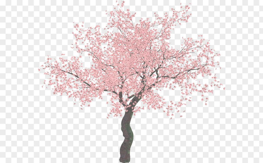 Sakura Tree Cherry Blossom Clip Art PNG