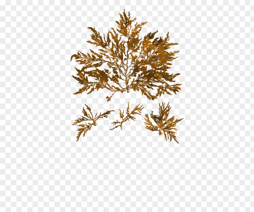 Sea Weed Twig Plant Stem Leaf PNG