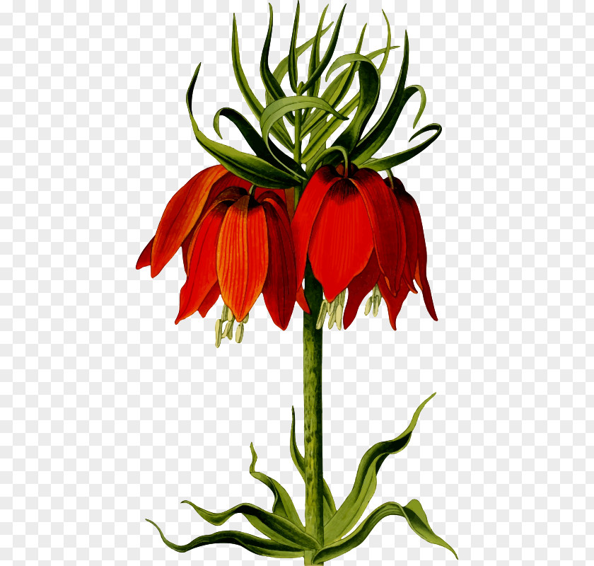 Flower Fritillaria Imperialis Floral Design Clip Art PNG