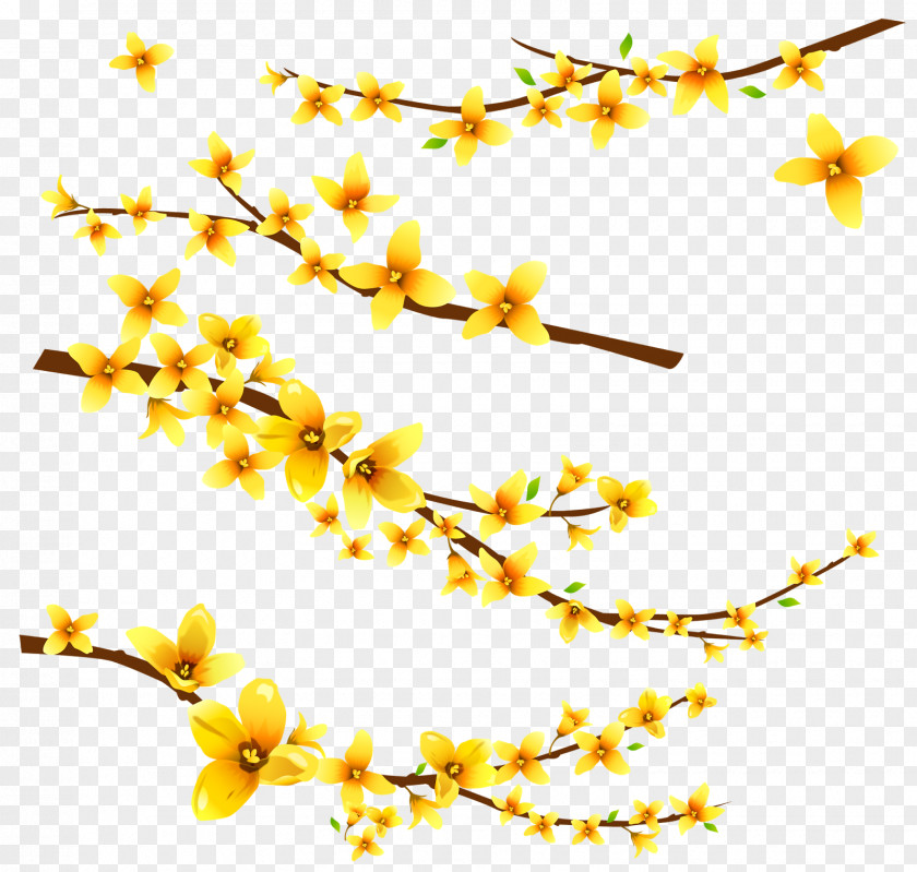 Frangipani Flower Information Clip Art PNG