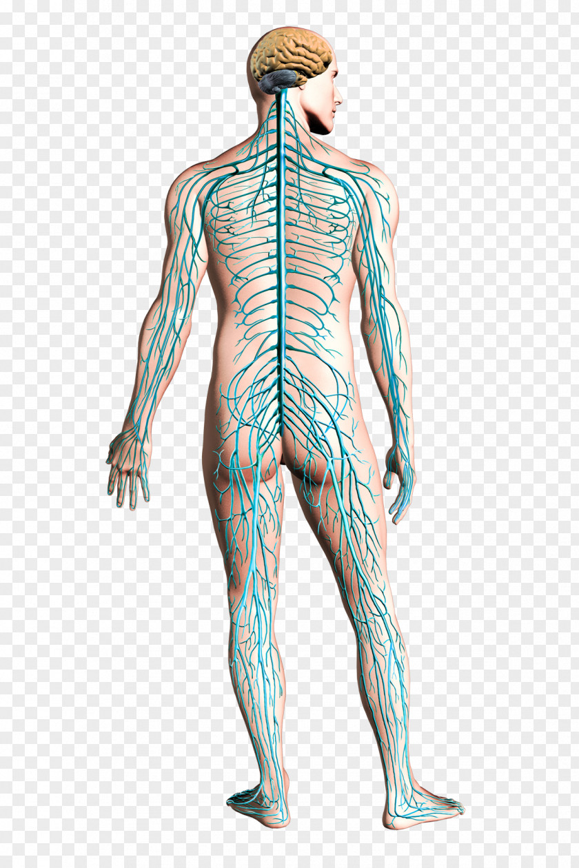 Human Body Aircraft Airplane Structural Health Monitoring Nervous System PNG