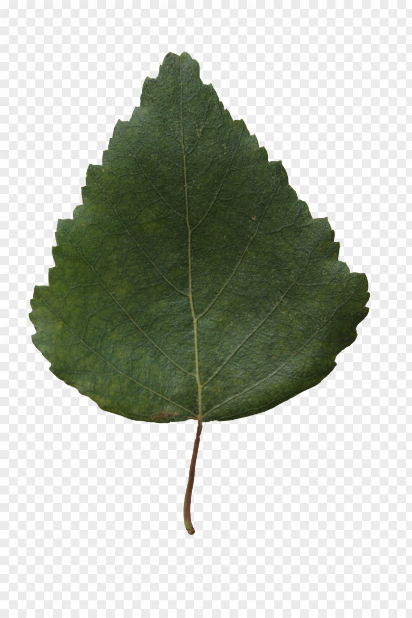 Leaf Texture Birch Tree Plant Branch PNG