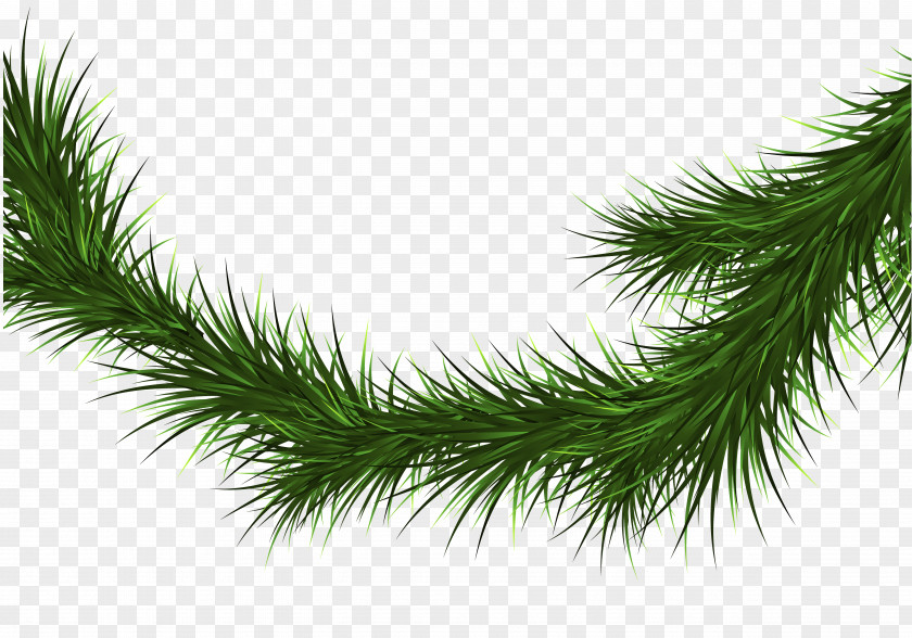 Rolling Pin Spruce Fir Pine Christmas Tree Branch PNG