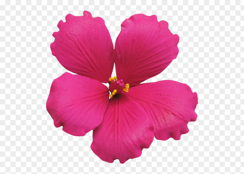 Sugar Shoeblackplant Paste Petal Pink Flowers PNG