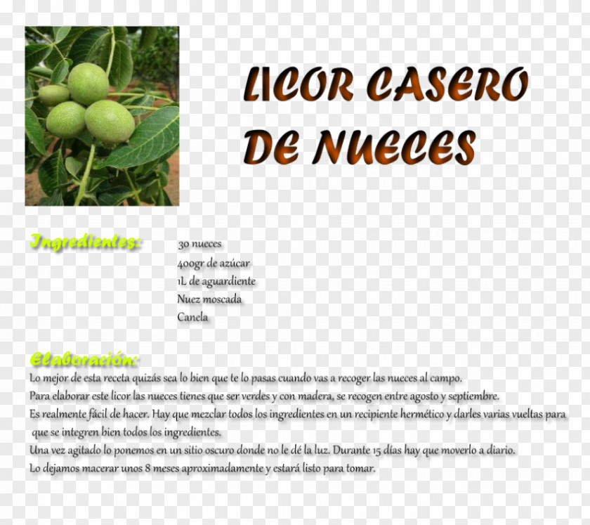 Tree English Walnut Fruit Font PNG