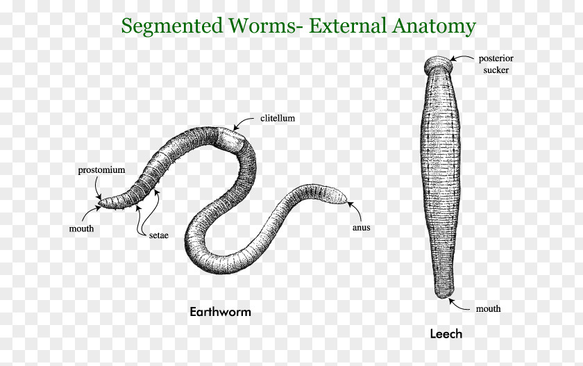 Giant Tube Worm Earthworms Annelid Segmentation Roundworms PNG