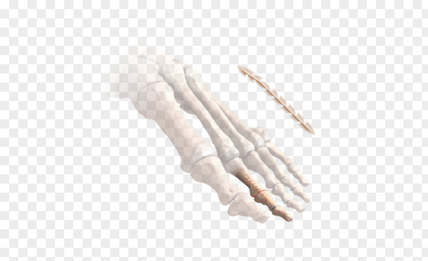 Leave The Material Thumb Hand Model PNG