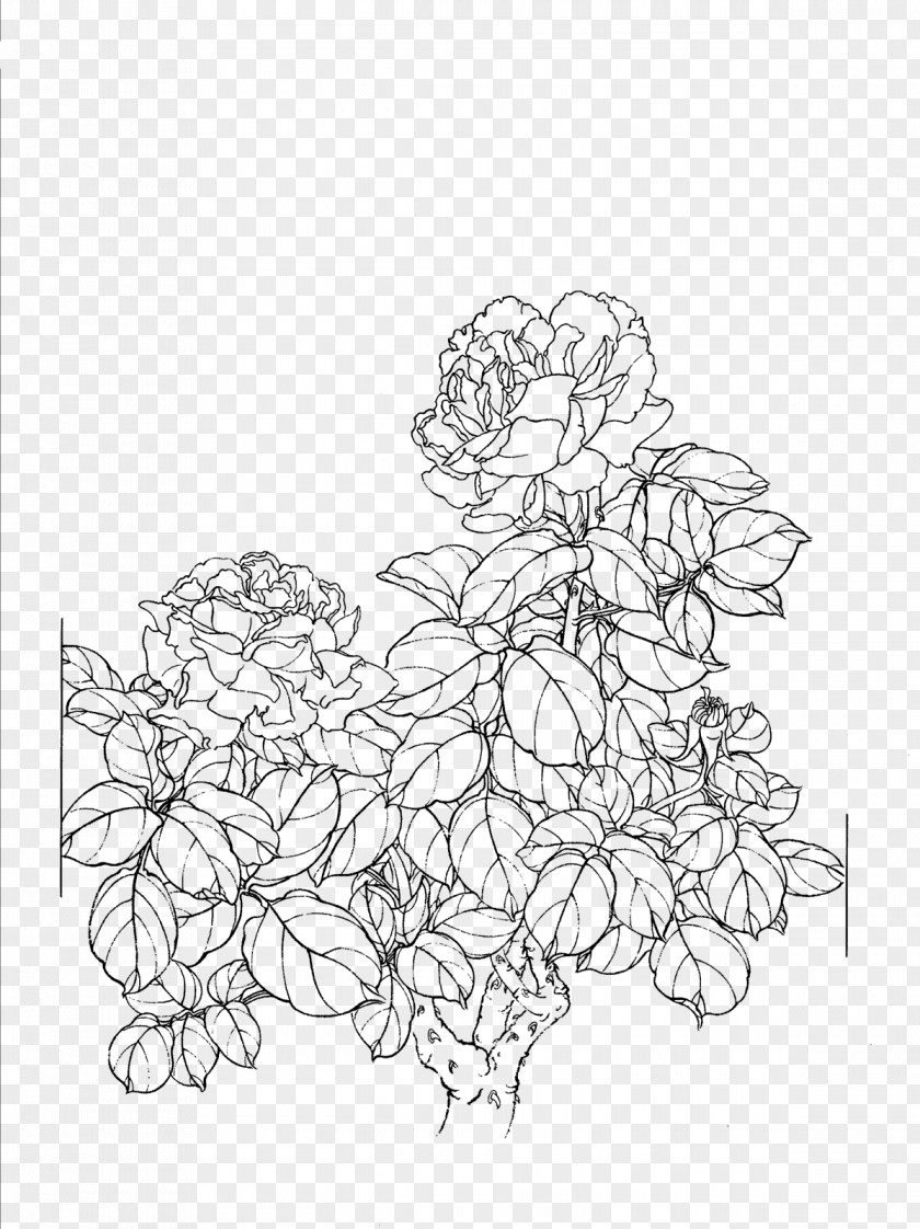 Peony Flower Line Drawing Art PNG