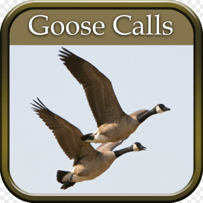 Wild Geese Fly Duck Goose Waterfowl Hunting Outfitter PNG