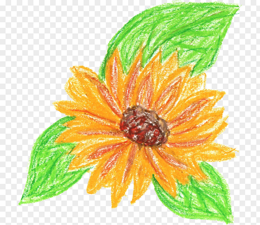 CRAYONS Flower Drawing PNG