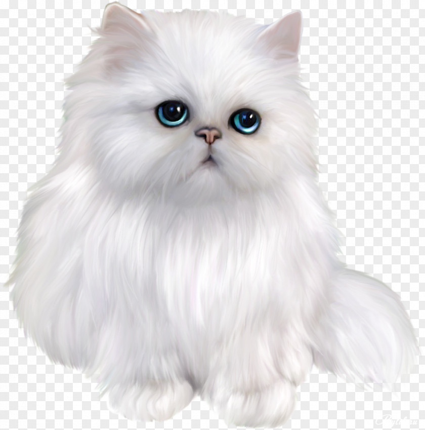 Cute Kitty Persian Cat Himalayan Exotic Shorthair Asian Semi-longhair Siamese PNG