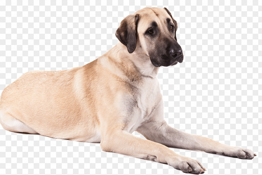 Dogs Anatolian Shepherd German American Staffordshire Terrier Great Pyrenees Puppy PNG