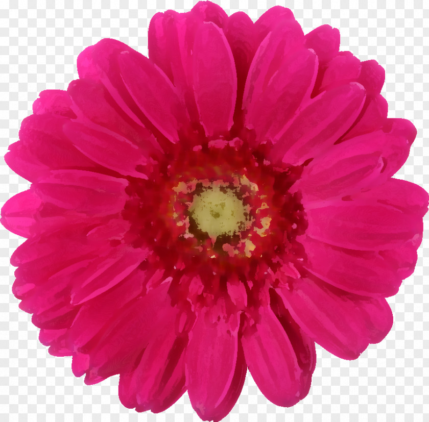Flowers Real Transvaal Daisy Family Pink Rose Common PNG