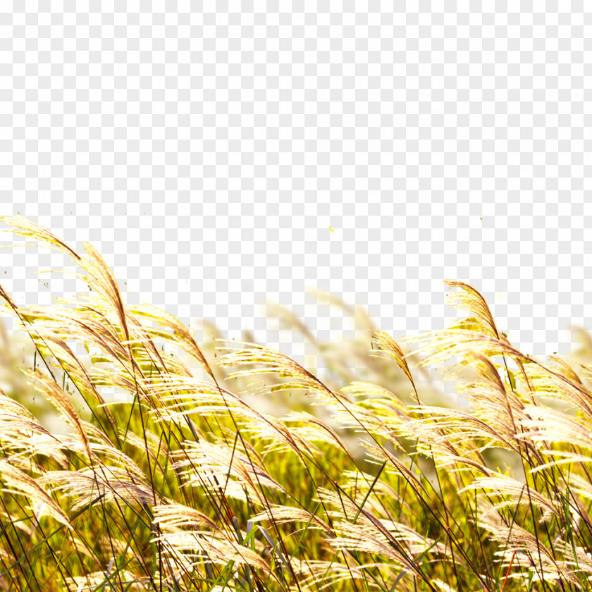 Wheat Straw Poster Banner PNG