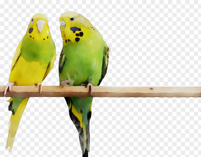 Bird Parakeet Feather Beak Pet PNG