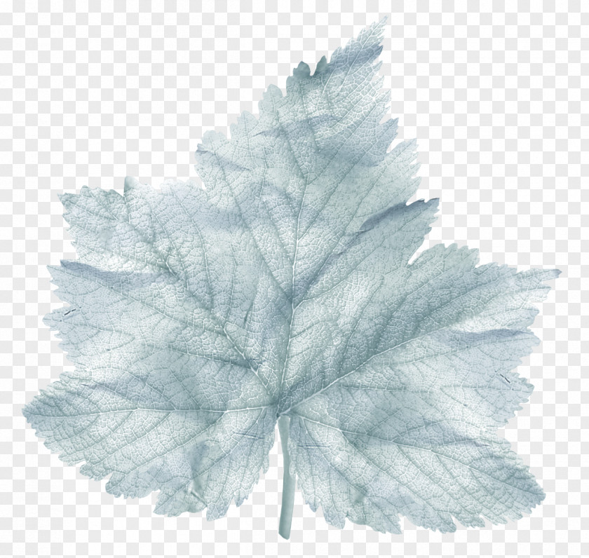 Leaf Tree PNG