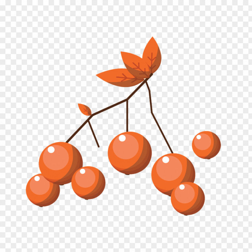 Orange Berries Vector Material Frutti Di Bosco Euclidean PNG