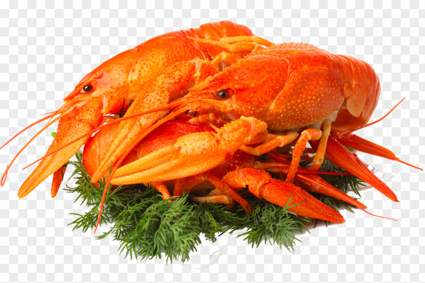 Prawns Beer Caridea Lobster Crayfish As Food PNG as food, beer clipart PNG