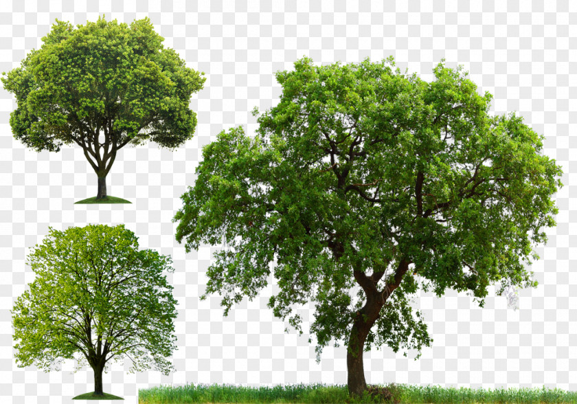 Arbor Day Tree Planting Clip Art PNG