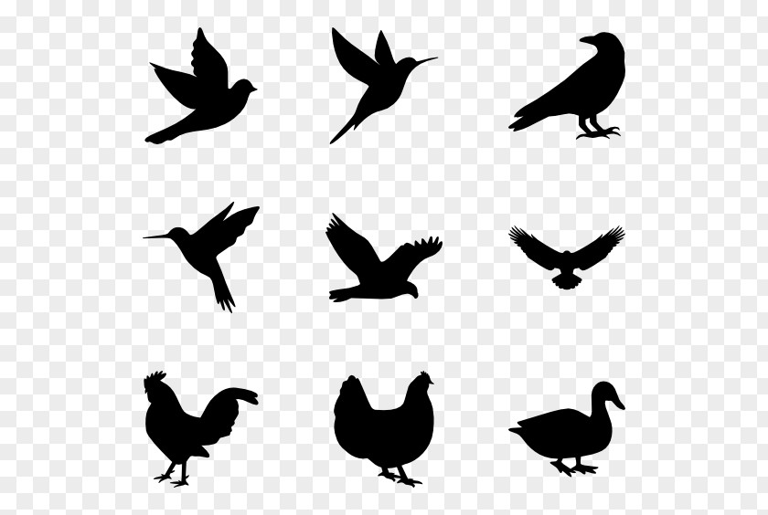 Birds Silhouette Bird PNG