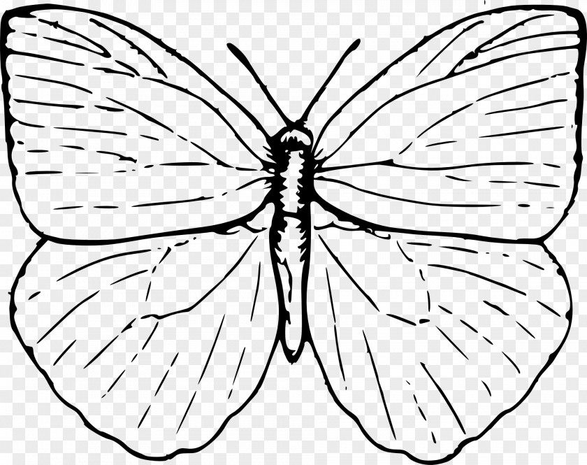 Butterfly Drawing Clip Art PNG