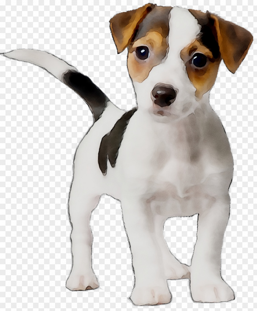 Dog Breed Jack Russell Terrier Puppy Miniature Fox Parson PNG