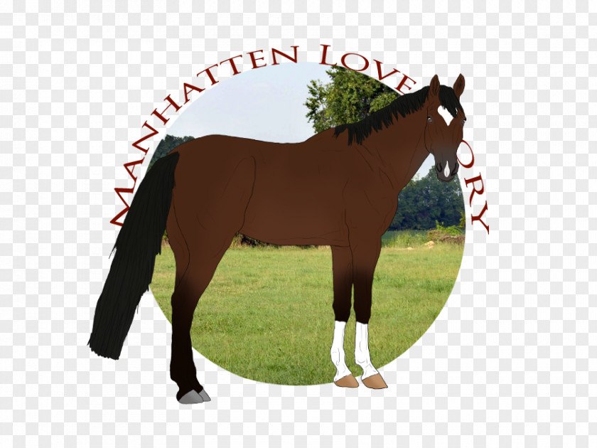 Mustang Stallion Foal Mare Colt PNG